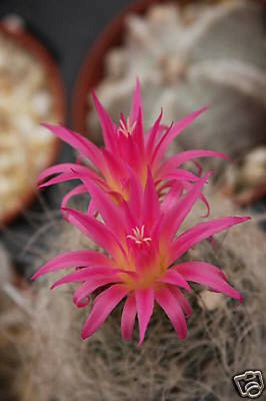 20 SEEDS Neoporteria Nidus (Exotic flower eriocise bolibia rare cactus ...