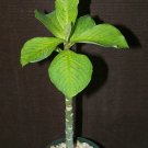 4" Pot Plant Synadenium Grantii African milkbushexotic cacti rare succulent plant 4" Pot Plant Synadenium Grantii African milkbushexotic cacti rare succulent plant