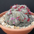 15 SEEDS Mammillaria perbella (Rare flower cacti pincushion globular cactus seed)
