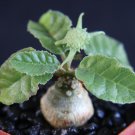 2" Pot Plant Dorstenia Foetida exotic bonsai caudex rare succulent plant cactus cacti