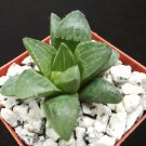 2" Pot Plant Haworthia Retusa (Rare exotic bonsai succulent plant cacti cactus cacti) 2" Pot Plant Haworthia Retusa (Rare exotic bonsai succulent plant cacti cactus cacti)