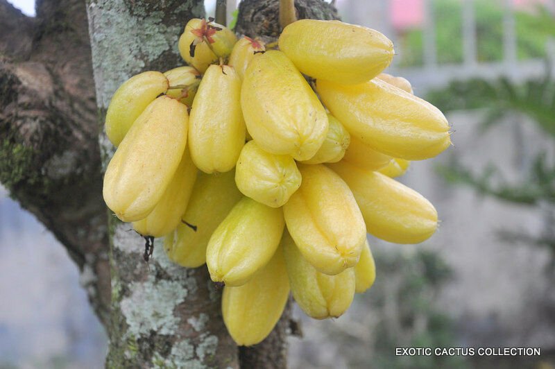 5 SEEDS AVERRHOA BILIMBI