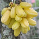 5 SEEDS AVERRHOA BILIMBI
