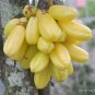 5 SEEDS AVERRHOA BILIMBI
