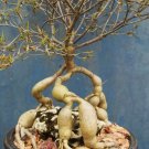 30 Seeds Euphorbia Hedyotoides (Exotic rare madagascar bonsai caudex cacti seed) 30 Seeds Euphorbia Hedyotoides (Exotic rare madagascar bonsai caudex cacti seed)