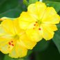 5 Seeds YELLOW "four o'clock" Mirabilis Jalapa fragrant caudex succulent flower