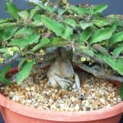 5 Seeds RARE EUPHORBIA RAZAFINDRATSIRAE (Madagascar bonsai caudex cacti seed)
