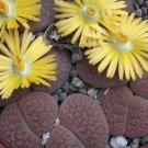 50 SEEDS Lithops Hookeri Exotic rare living stone succulent mesemb flower seed