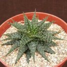 4" Plant ALOE HAWORTHIOIDESrare succulent plant cactus