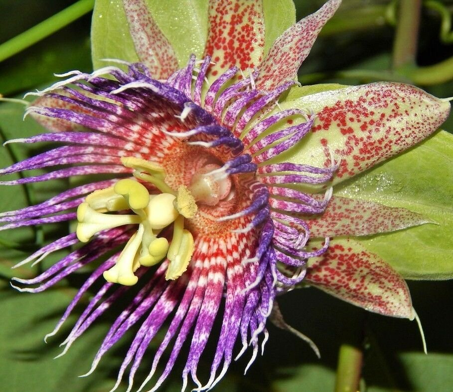 10 SEEDS Sweet Calebash, Passiflora Maliformis passion flower edible fruit seed