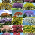 50 Seeds COLOR TREE MIX (Rare flower plant flowering fragrant bonsai trees seed) 50 Seeds COLOR TREE MIX (Rare flower plant flowering fragrant bonsai trees seed)