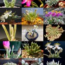15 SEEDS RARE AVONIA MIX variety exotic flowering succulent cactus plant seed