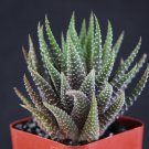 2" Pot Plant Haworthia Fasciata Attenuata (Rare succulent plant gasteria exotic cactus)