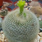 100 SEEDS Parodia Graessneri (Rare flowering cactus notocactus cacti flower seed)