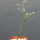 2" Pot Euphorbia Guiengola Exotic Rare Succulent Caudex Bonsai Hanging Plant 2" Pot Euphorbia Guiengola Exotic Rare Succulent Caudex Bonsai Hanging Plant