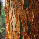 100 Seeds Gumbo Limbo Bursera Simaruba Tropical Hardwood Rare Flower Rare Tree