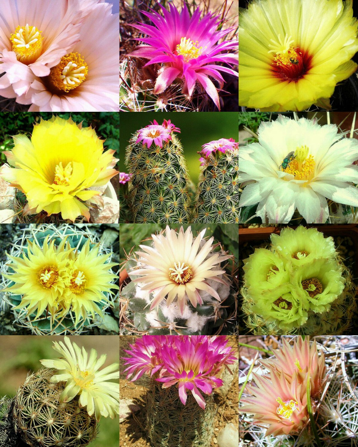 30 Seeds CORYPHANTHA MIX (Fragrant beehive cactus flower blooming cacti ...