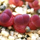 50 SEEDS Gibbaeum Esterhuyseniae (Succulent rare ice living rocks mesembs seed)