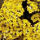 15 SEEDS Kalanchoe Blossfeldiana Yellow Flower (Rare mesembs succulents seed)