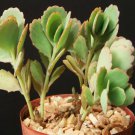 4" Pot Kalanchoe Fedtschenkoi (Rare succulent air plant cactus garden exotic aloe)