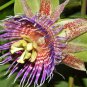 10 SEEDS Passiflora Maliformis (Sweet Calebash passionflower edible fruit seed)