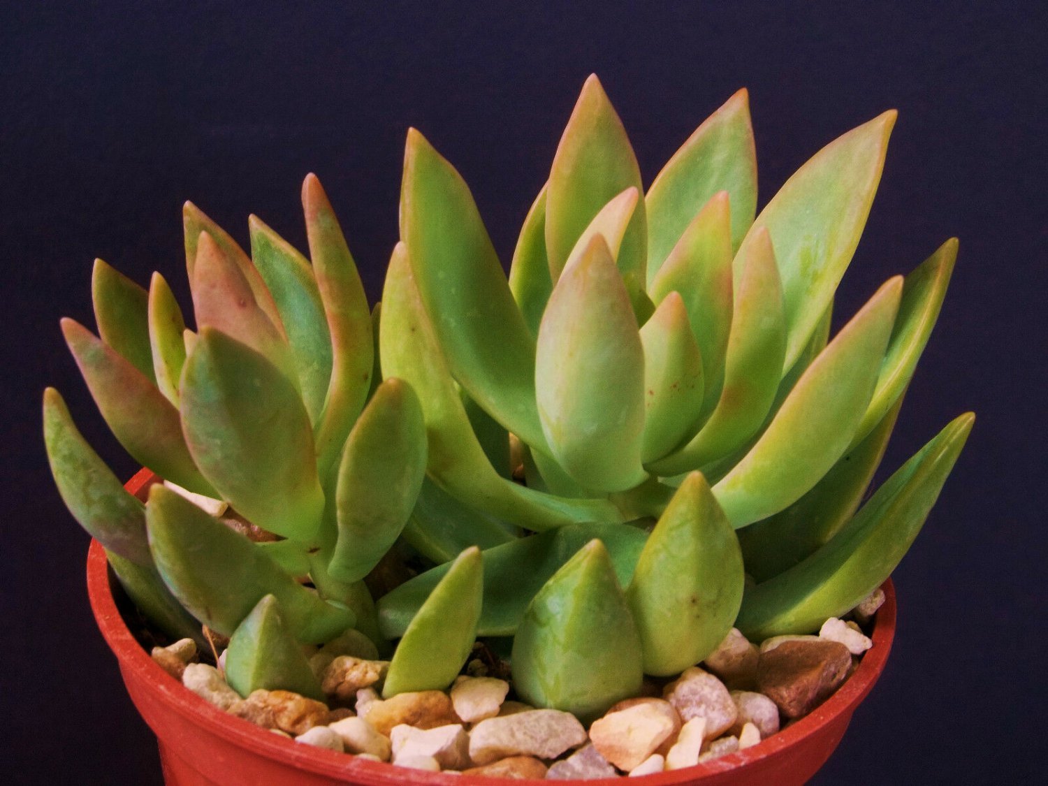 4 Pot Sedum Nussbaumerianum Rare Succulent Air Plant Cactus Garden Exotic Aloe 5189