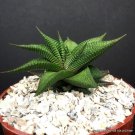 4" Pot Plant HAWORTHIA LIMIFOLIA (Rare exotic garden succulent aloe cactus cacti plant) 4" Pot Plant HAWORTHIA LIMIFOLIA (Rare exotic garden succulent aloe cactus cacti plant)
