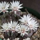 50 SEEDS Gymnocalycium Mesopotamicum (Exotic fowering flower rare cactus cacti)