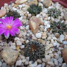 10 SEEDS Ariocarpus Kotschoubeyanus Rare Cactus Seed