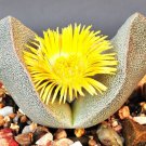 20 SEEDS Pleiospilos Bolusii (Rare succulent mesembs rock living stones rock seed)