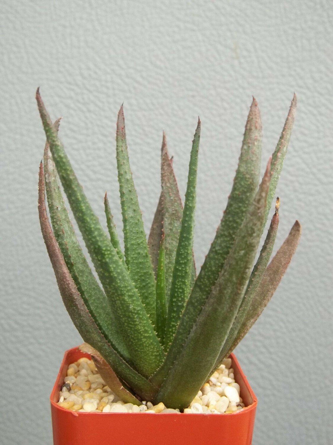 2" Pot GASTERALOE CV MIDNIGHT (Exotic black color rare succulent bonsai plant)