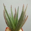 2" Pot GASTERALOE CV MIDNIGHT (Exotic black color rare succulent bonsai plant)