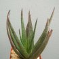 2" Pot GASTERALOE CV MIDNIGHT (Exotic black color rare succulent bonsai plant)