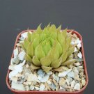 2" Pot Haworthia Cooperi var. Gordoniana (Rare bonsai cacti exotic cactus plant) 2" Pot Haworthia Cooperi var. Gordoniana (Rare bonsai cacti exotic cactus plant)