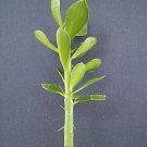 4" Pot Plant Pereskia Lychnidiflora (Rare succulent plant cactus)