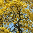 100 Seeds TABEBUIA CARAIBA (Exotic yellow Flower ornamental flowering tree seed)