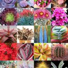 30 Seeds COLOR SUCCULENT MIX (Rare plant exotic cactus flower succulents seed)