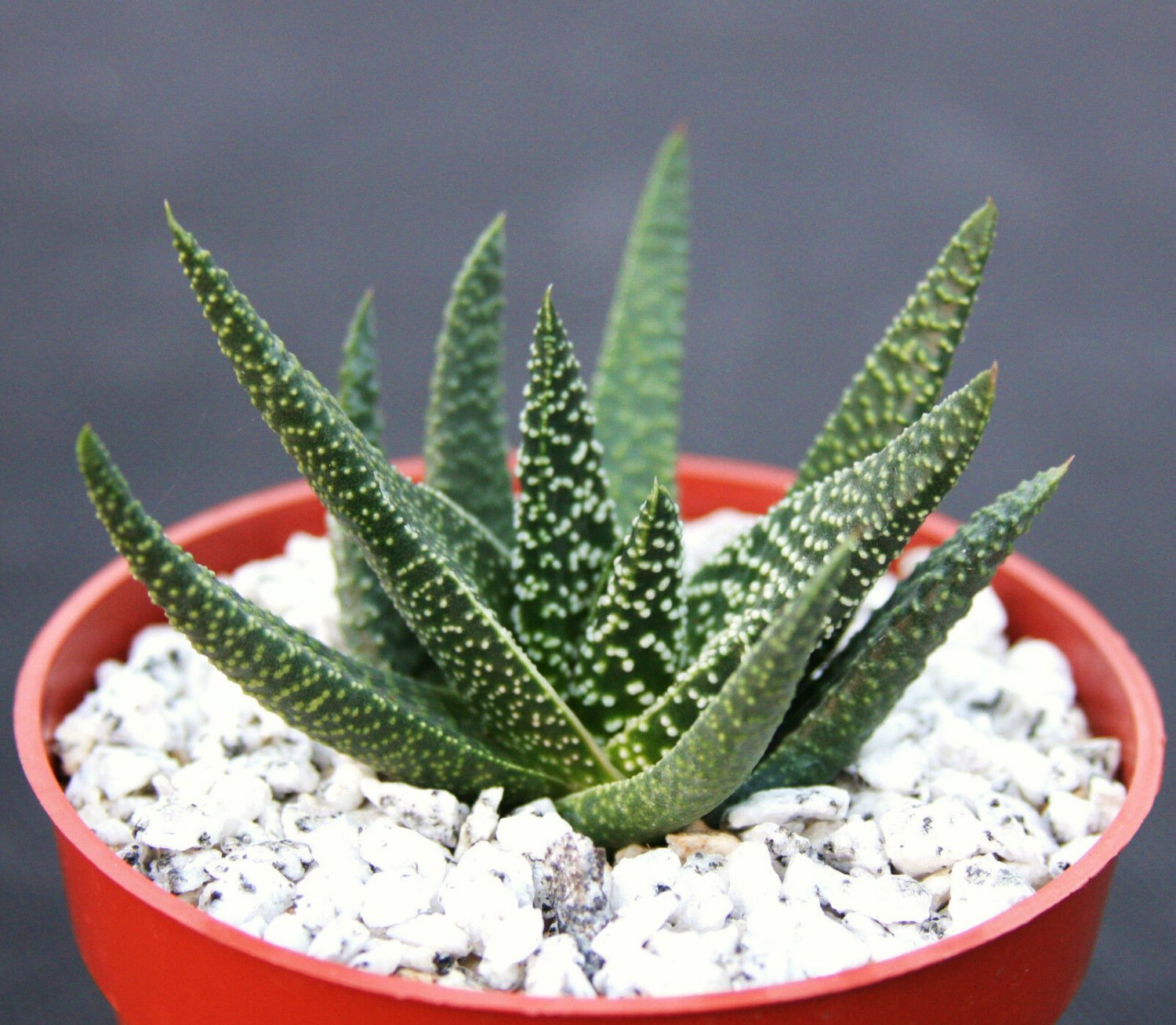 4" Pot GASTERALOE CV Royal Highness (Exotic rare succulent hybrid bonsaiplant)