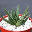 4" Pot GASTERALOE CV Royal Highness (Exotic rare succulent hybrid bonsaiplant)