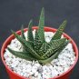 4" Pot GASTERALOE CV Royal Highness (Exotic rare succulent hybrid bonsaiplant)