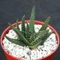 4" Pot GASTERALOE CV Royal Highness (Exotic rare succulent hybrid bonsaiplant)