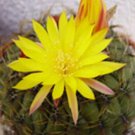 50 SEEDS Matucana Aureiflora (Exotic yellow flower bonsai cacti rare cactus seed)