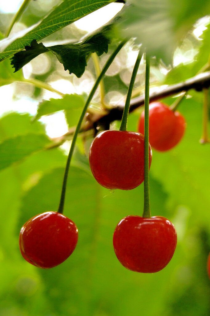 5 SEEDS WILD CHERRY Prunus Avium (Sweet exotic edible tropical fruit cereza seed)