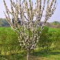 5 SEEDS WILD CHERRY Prunus Avium (Sweet exotic edible tropical fruit cereza seed)