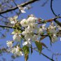 5 SEEDS WILD CHERRY Prunus Avium (Sweet exotic edible tropical fruit cereza seed)