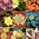 100 SEEDS TITANOPSIS MIX (Succulent cactus mixed living stones rocks plant seed)