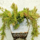 20 SEEDS Rhipsalis Mesembryanthemoides (Epiphyllum cacti succulent plant seed) 20 SEEDS Rhipsalis Mesembryanthemoides (Epiphyllum cacti succulent plant seed)
