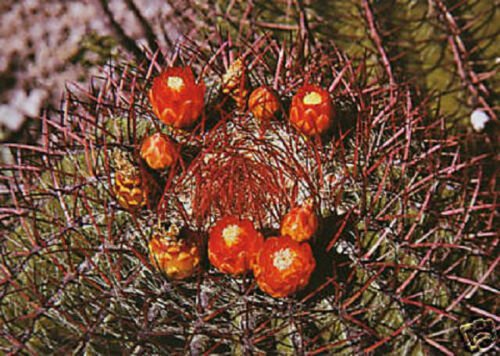 50 SEEDS Ferocactus Pringlei Barrel Cacti (Rare desert outdoor dought cactus seed)