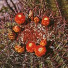 50 SEEDS Ferocactus Pringlei Barrel Cacti (Rare desert outdoor dought cactus seed)