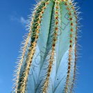 10 SEEDS PILOSOCEREUS MAGNIFICUS (Exotic color columnar rare cacti cactus seed)